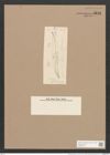Pleurosigma staurophorum Grun. (de-Toni-Nr.: Genus 13, Species 1087) Zeichnungen Sammlung Grunow Nr. 2113 (NHMW-BOT-W0369143)